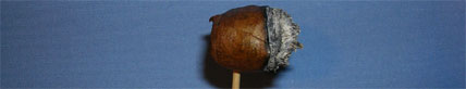 Flor de Oliva Corojo - 5